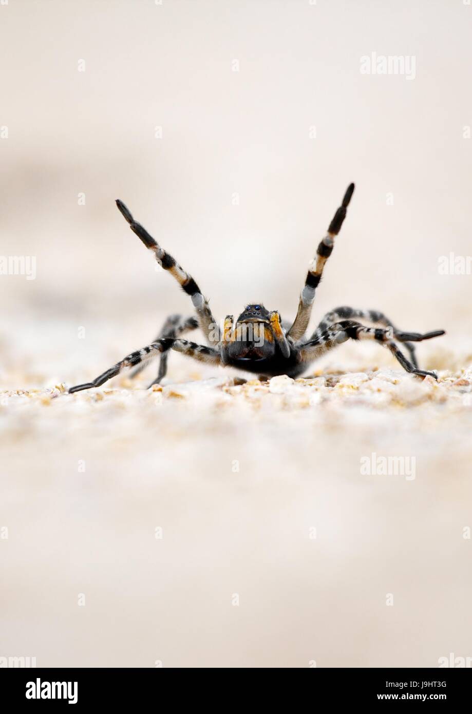 macro, close-up, macro admission, close up view, closeup, animal, spider, Stock Photo