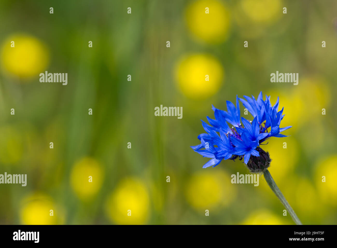 field, summer, summerly, brandenburg, spring, meadow, nature, cornflower, Stock Photo
