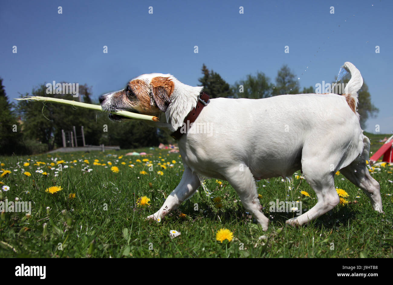 Drowned rat hires stock photography and images Alamy