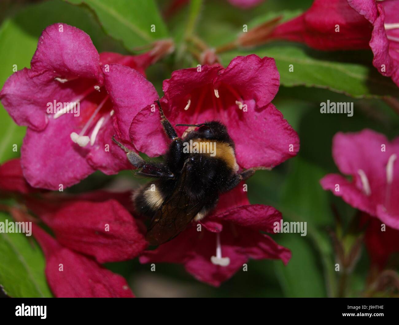 males of dark bumblebee (bombus terrestris) Stock Photo