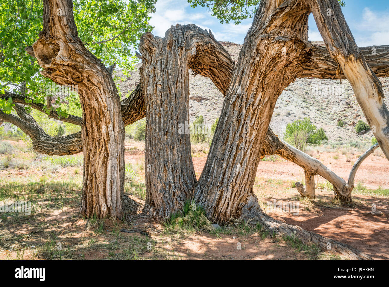 Cottonwood tree hires stock photography and images Alamy