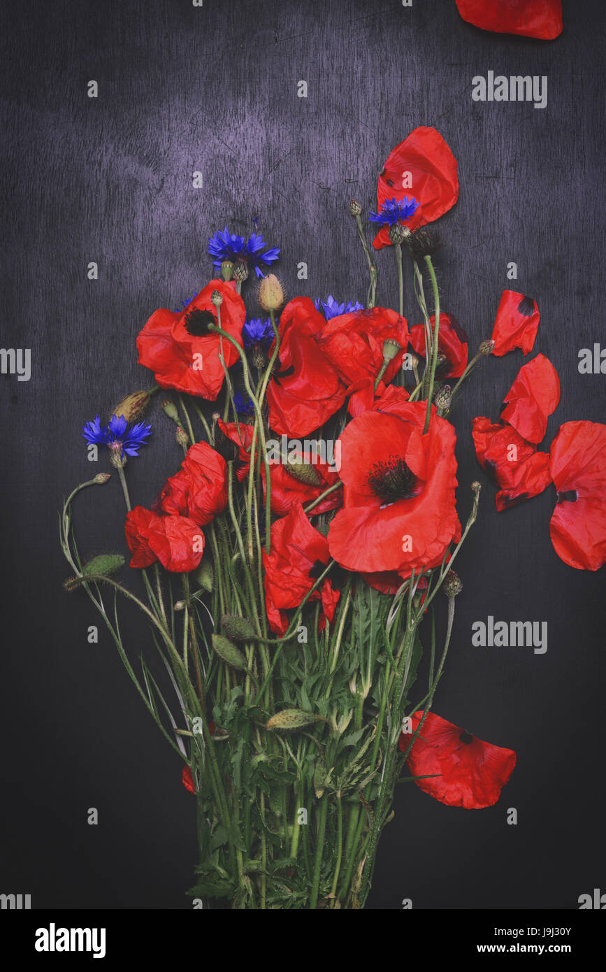 Bouquet of field red poppies on a black background, vintage toning ...