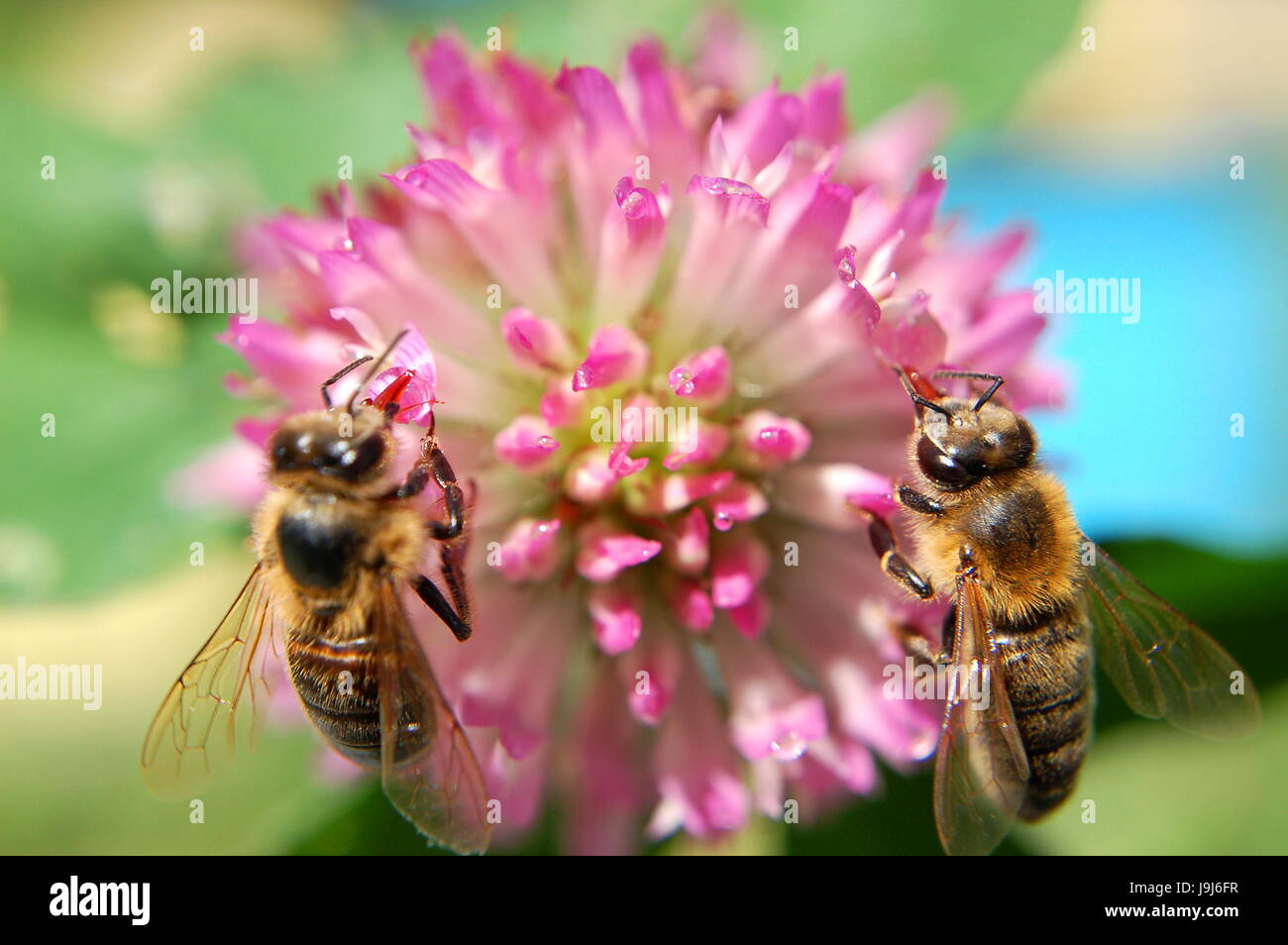 School garden bees hi-res stock photography and images - Alamy
