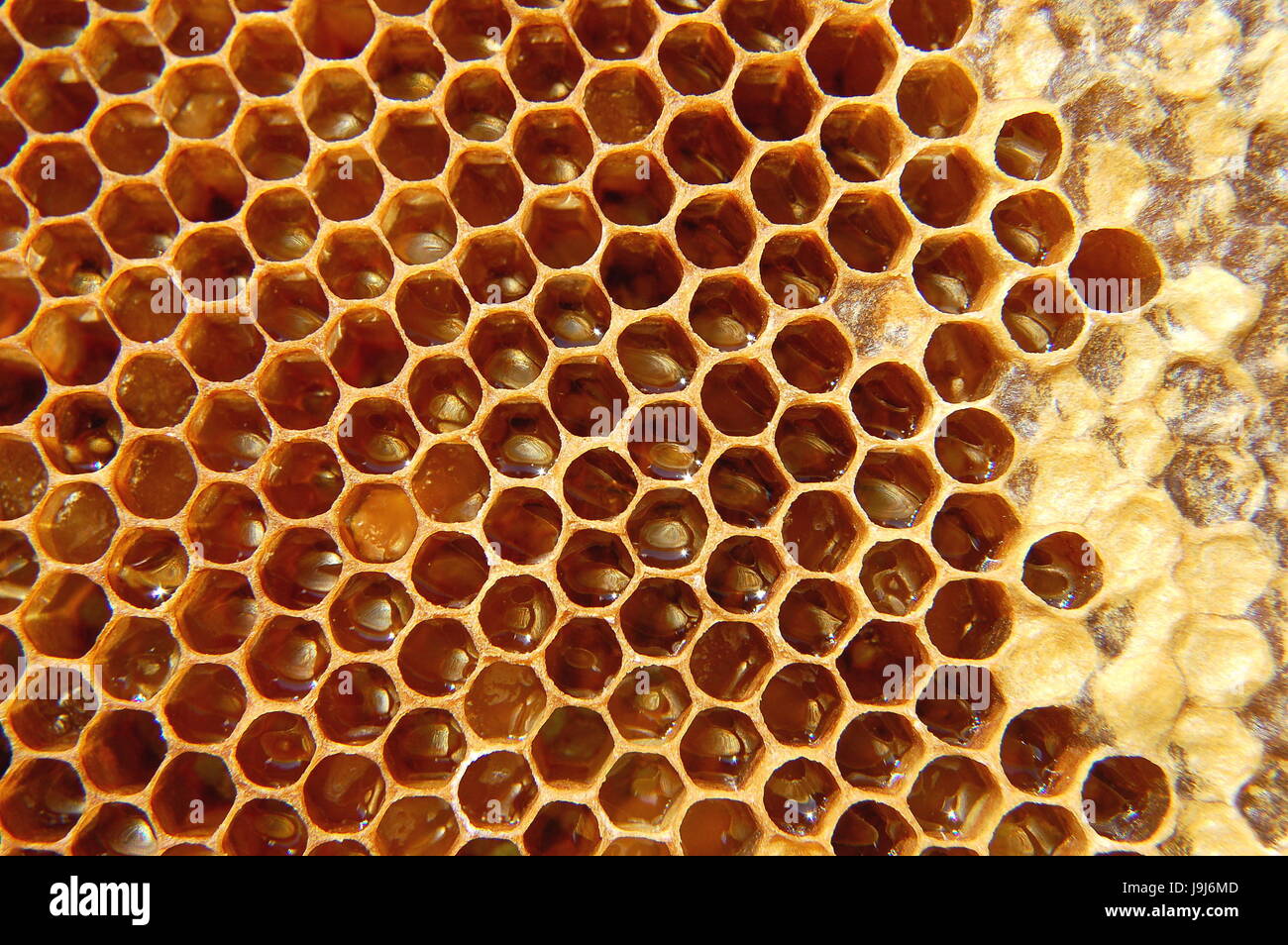 Download Wax Wallpaper Honeycomb Yellow Insect Bee Texture Natural Stock Photo Alamy Yellowimages Mockups