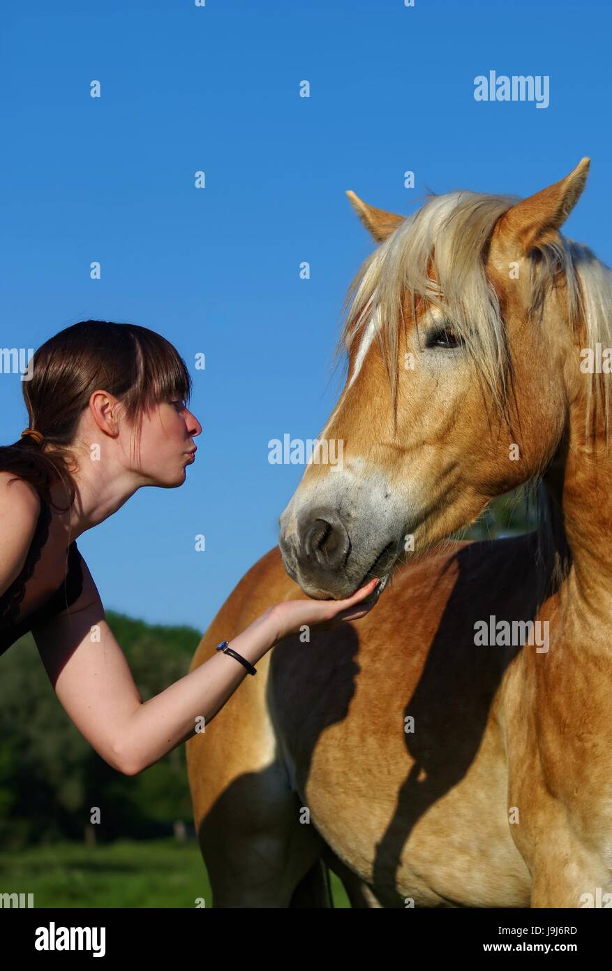 friesen horses in nature Stock Photo