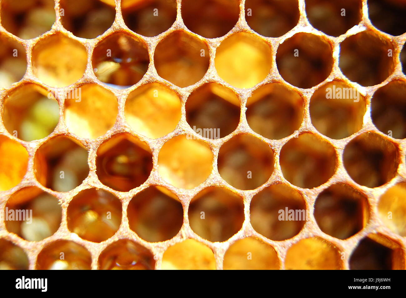 https://c8.alamy.com/comp/J9J6WH/wax-wallpaper-honeycomb-yellow-insect-bee-texture-natural-sweet-J9J6WH.jpg