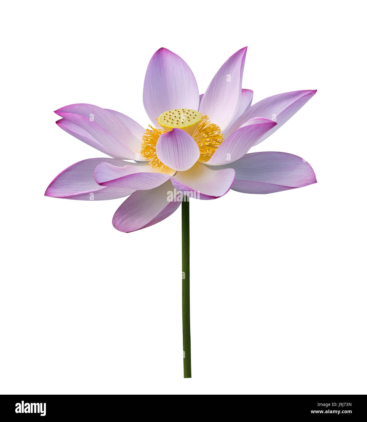 lotus on isolated white background Stock Photo - Alamy