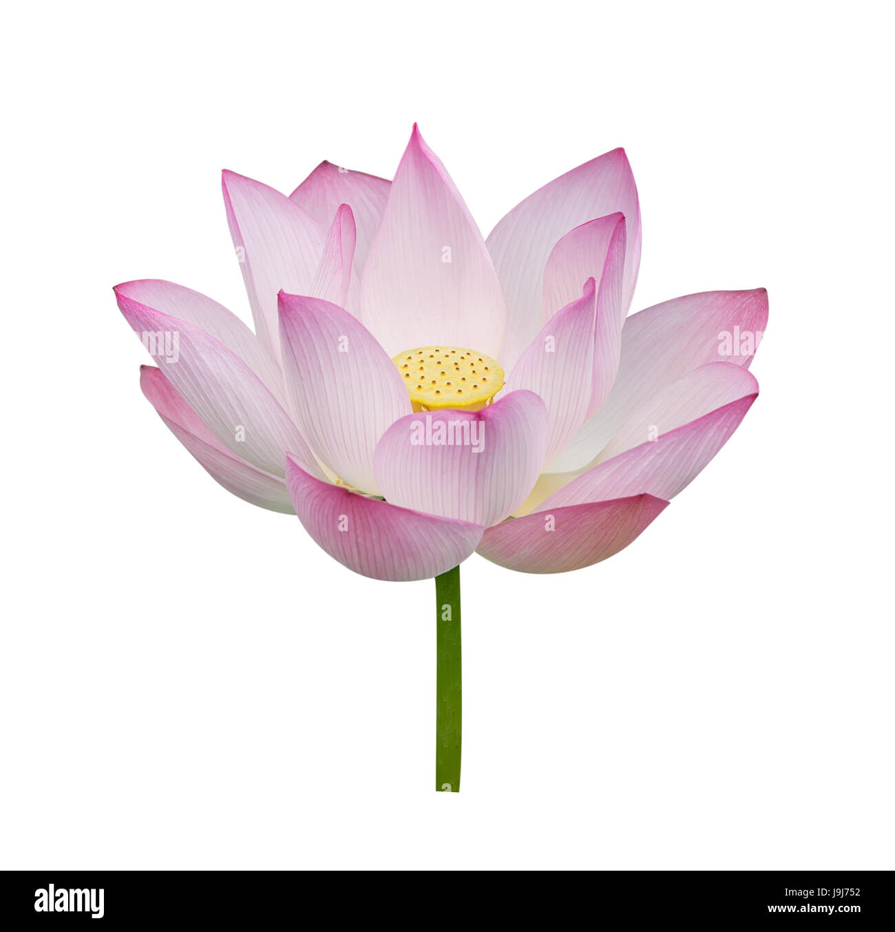 lotus on isolated white background Stock Photo - Alamy
