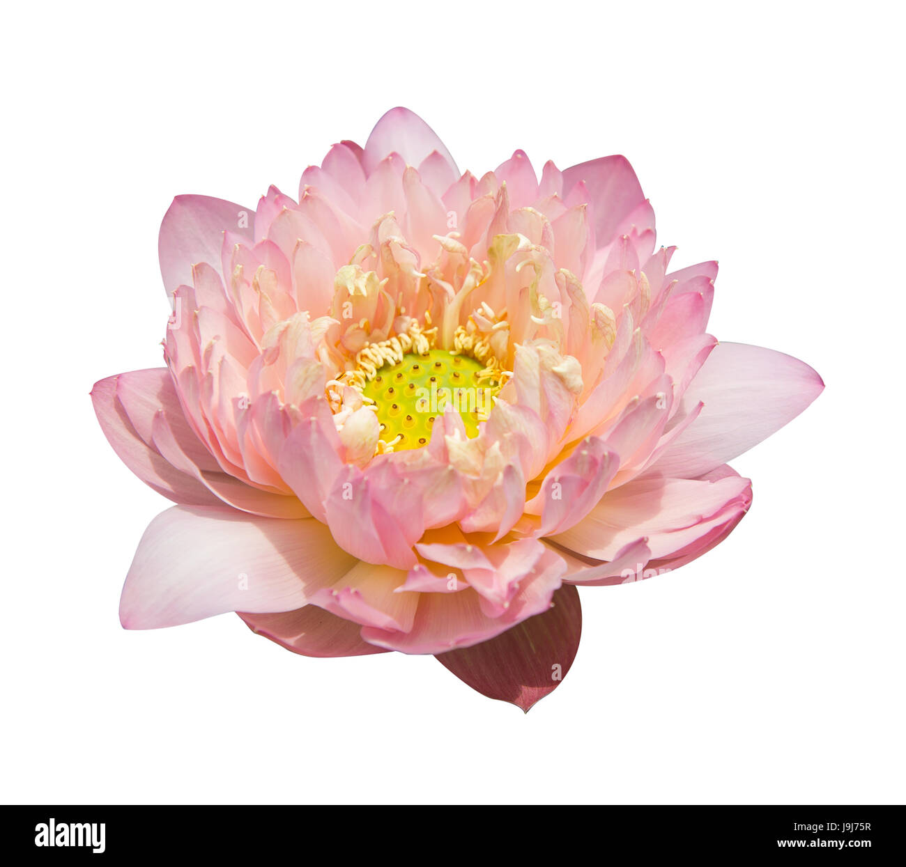 lotus on isolated white background Stock Photo - Alamy
