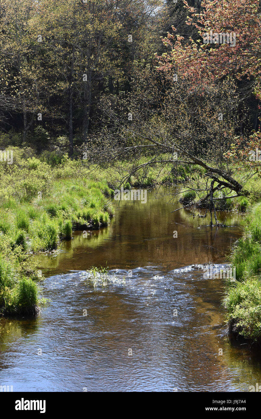 sparkling stream