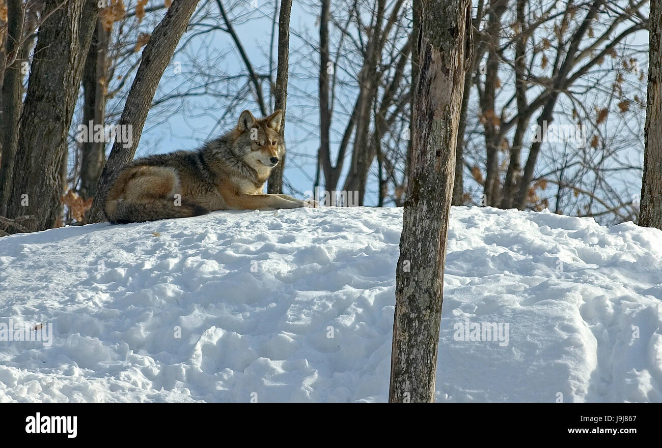 Wolf chase coyote hi-res stock photography and images - Alamy