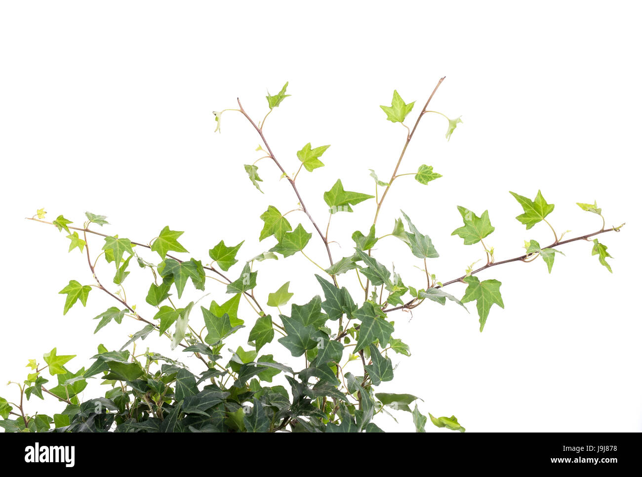 ivy leaves isolated on a white background Stock Photo - Alamy