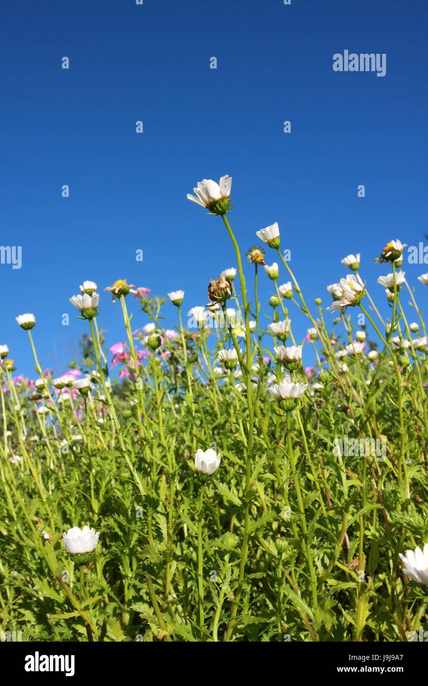 group of white flower and green leaf on blue sky background Stock Photo