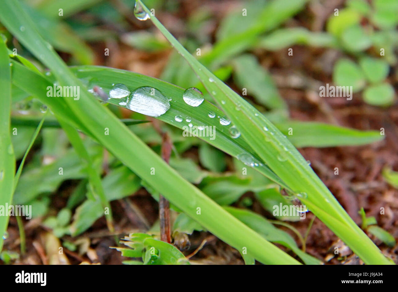 drop of water on green leaf in rainy day Stock Photo