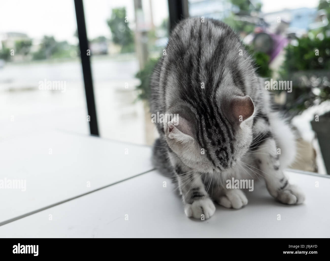 Portrait of grey cat cute relaxing Stock Photo - Alamy
