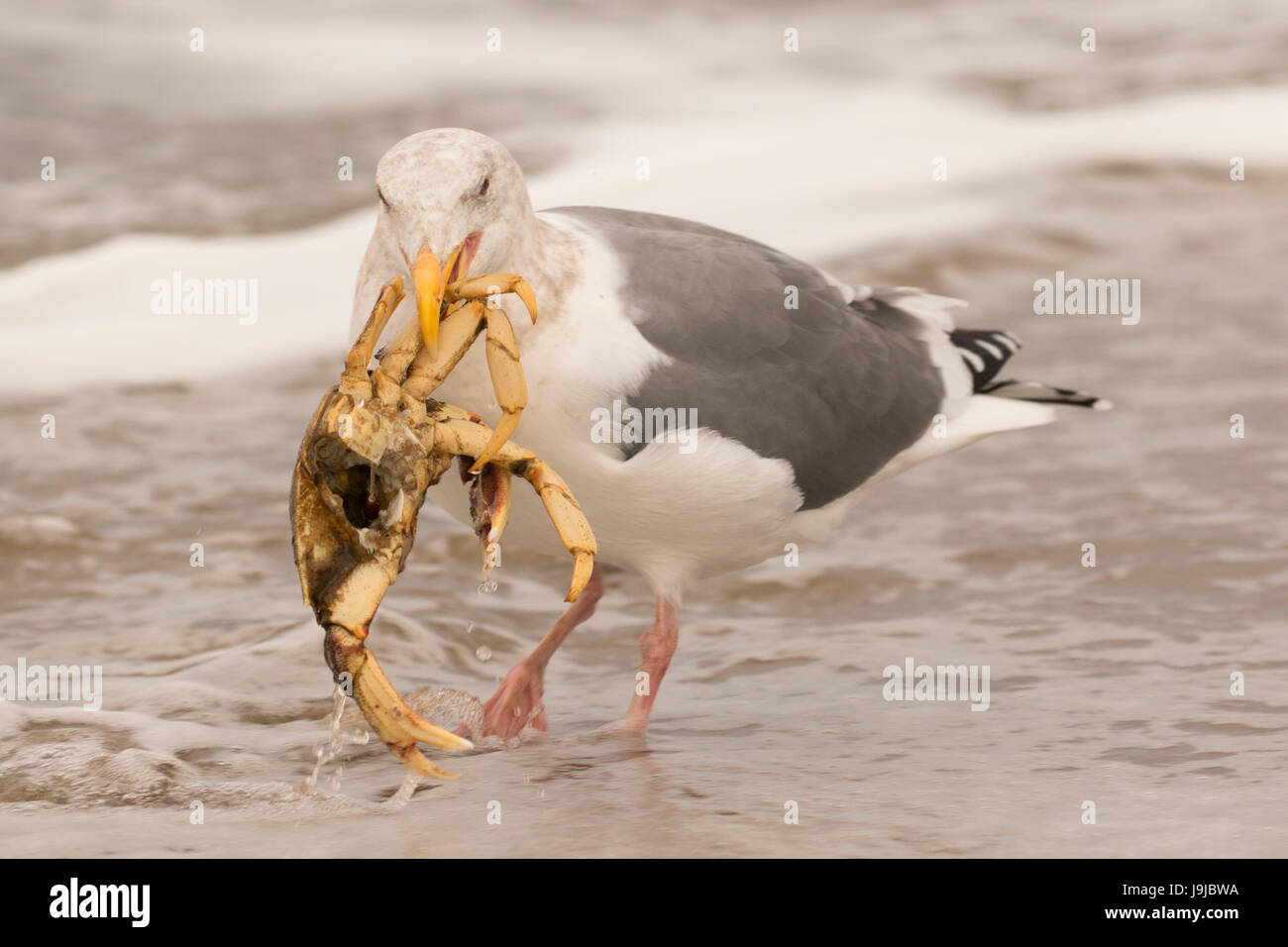 Gull with crab on beach, Siletz Bay Park, Lincoln City, Oregon Stock