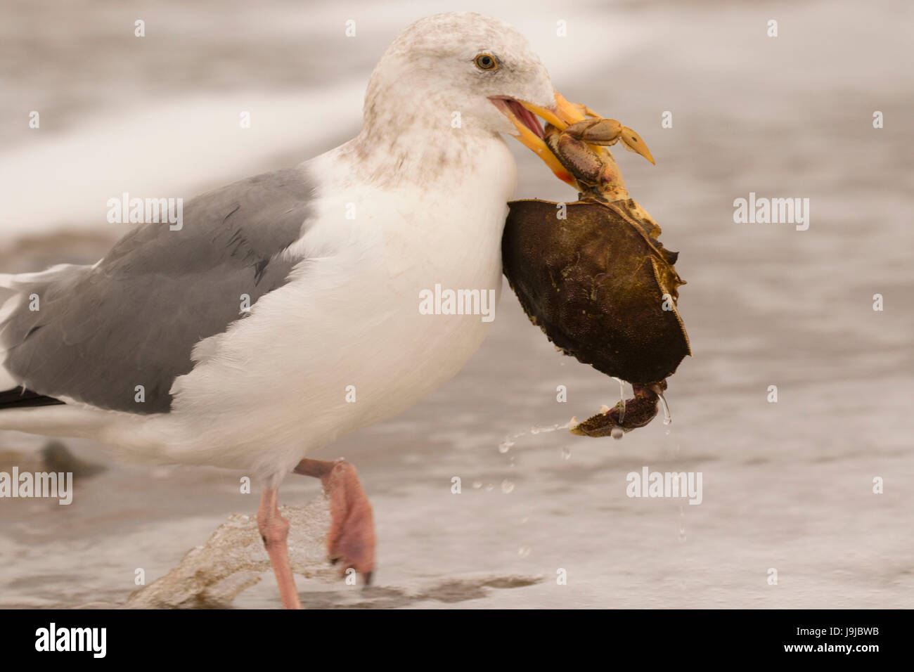 Gull with crab on beach, Siletz Bay Park, Lincoln City, Oregon Stock