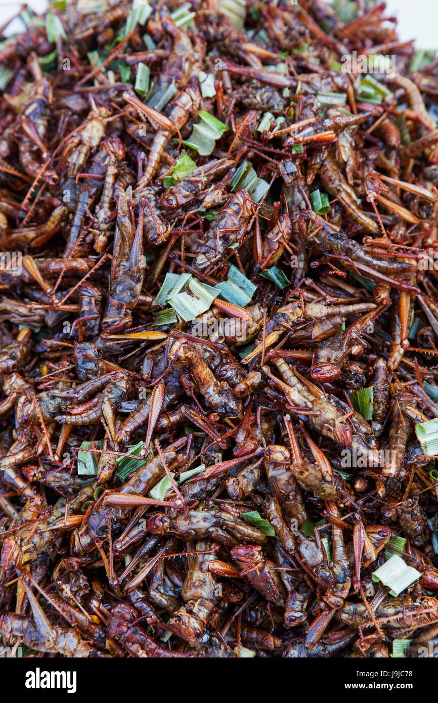 Thailand, Chiang Mai, Warorot Market, Shop Display of Cooked Bugs Stock ...