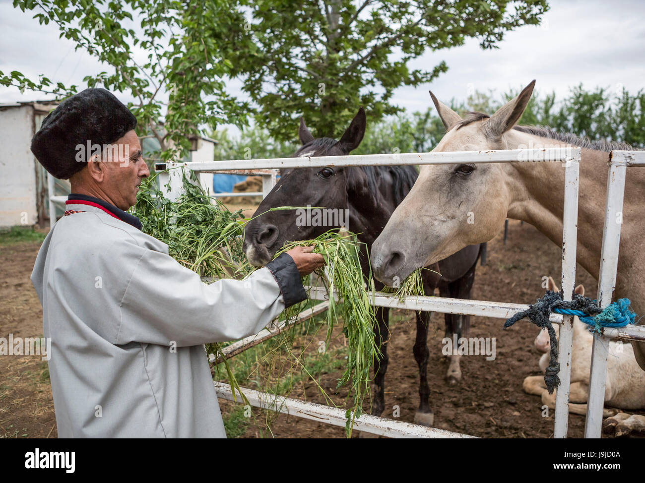 Turkmenistan, Ashgabat City, Horse breading Stock Photo