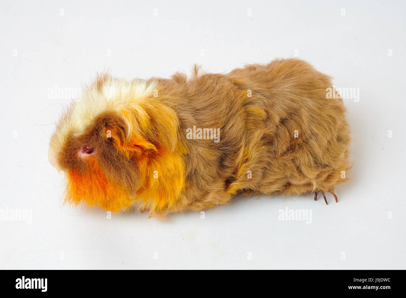 One guinea pig merino on white background Stock Photo Alamy