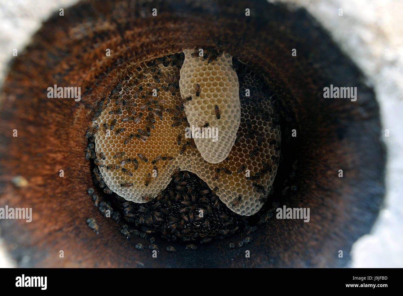 Sultanate of Oman, Western Hajar Mountains, AlBatinah, Wadi A' Sahten