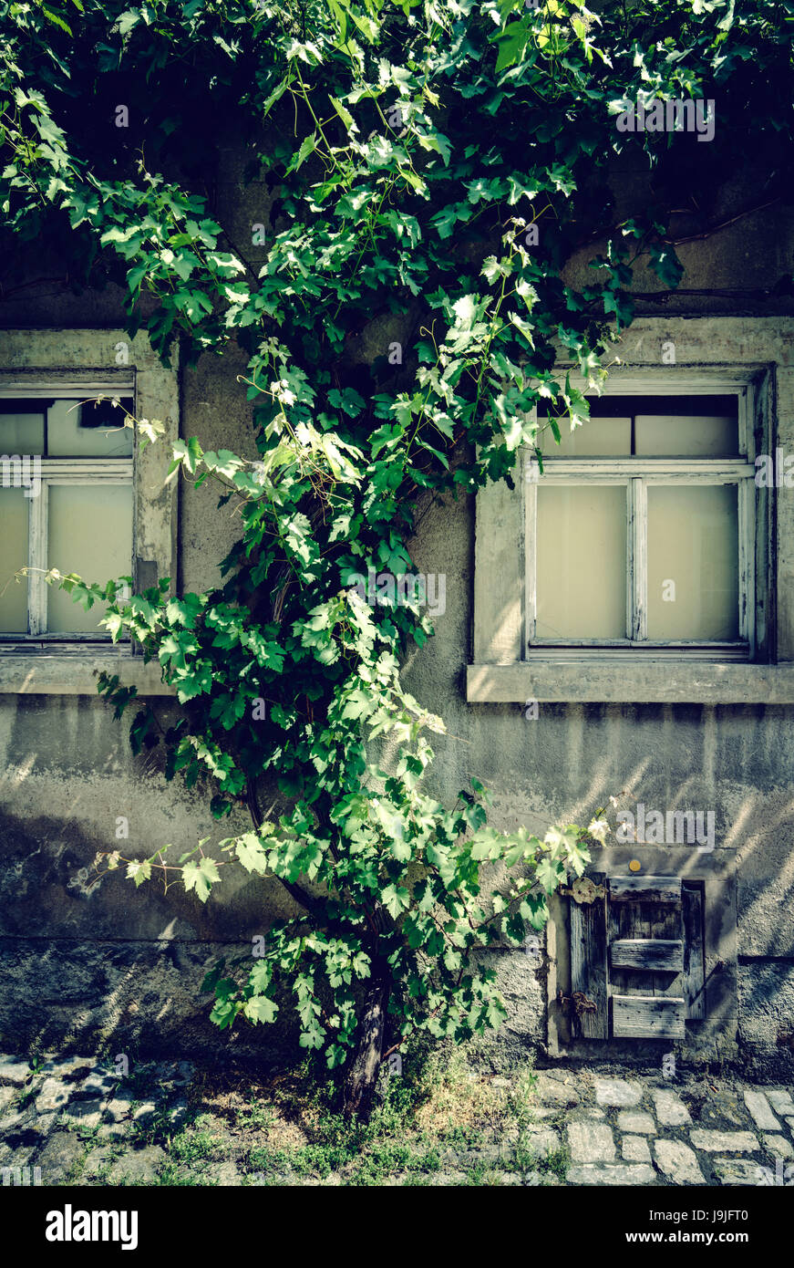 Old wall of a house, wine, wine tendrils, Volkach, francs, Bavaria, Germany, Europe, Stock Photo