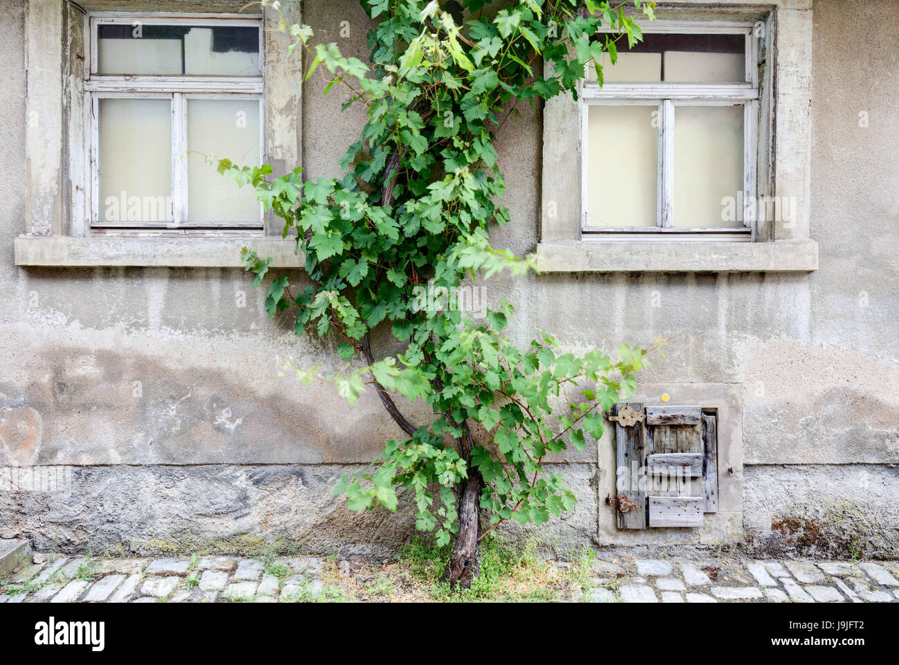 Old wall of a house, wine, wine tendrils, Volkach, francs, Bavaria, Germany, Europe, Stock Photo