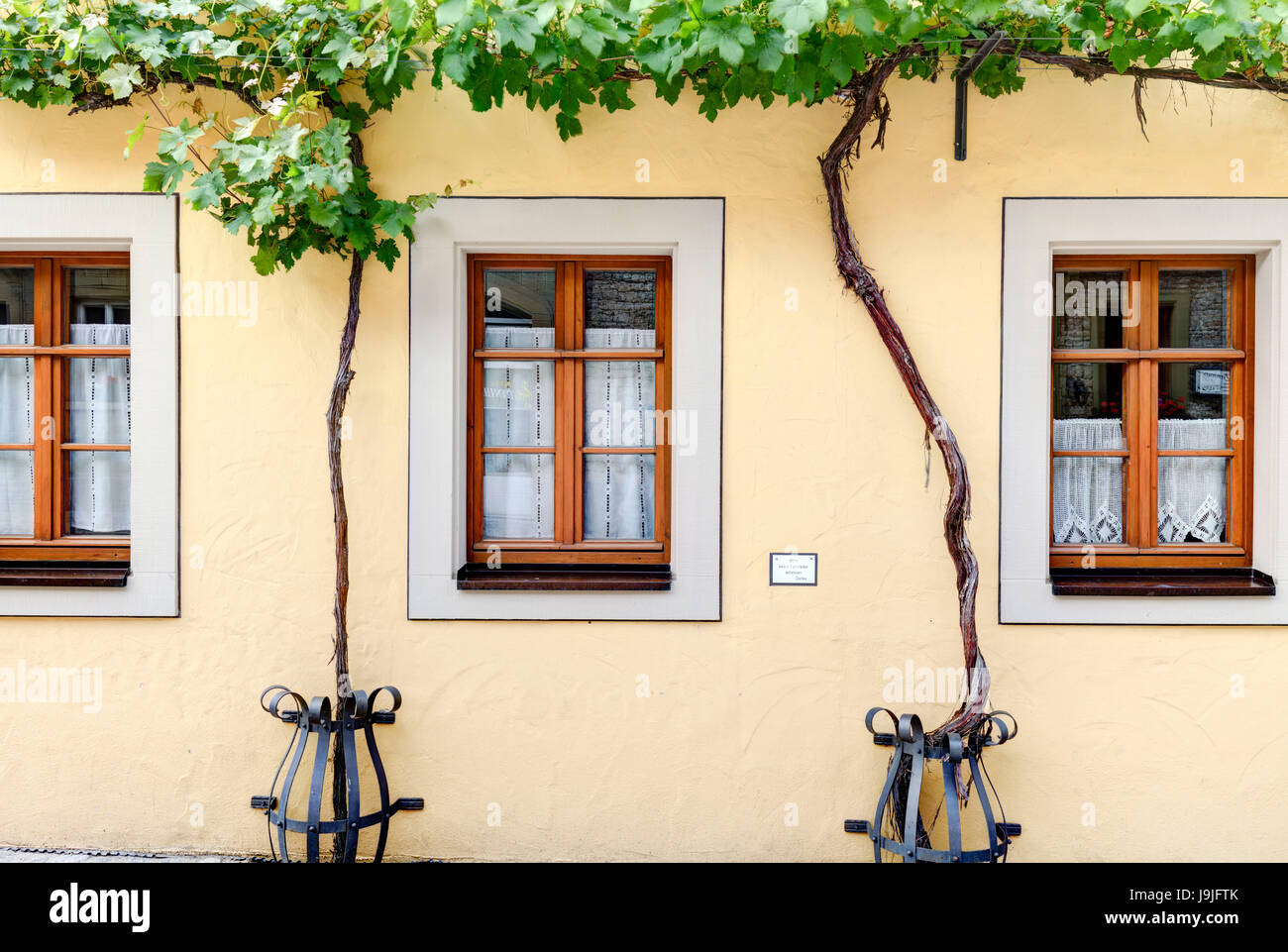 Old wall of a house, wine, wine tendrils, Volkach, francs, Bavaria, Germany, Europe, Stock Photo