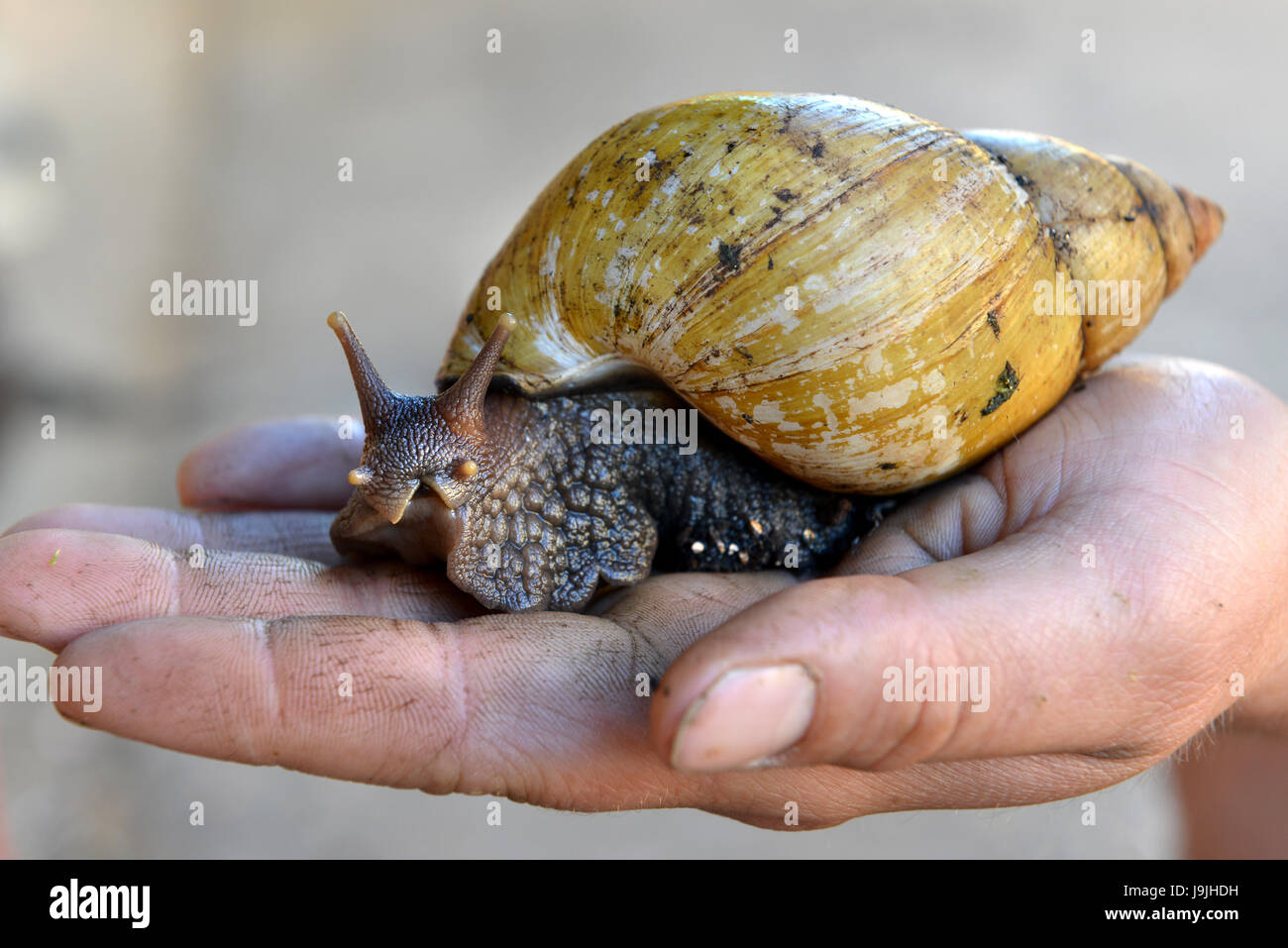 Giant African land snails Stock Photo