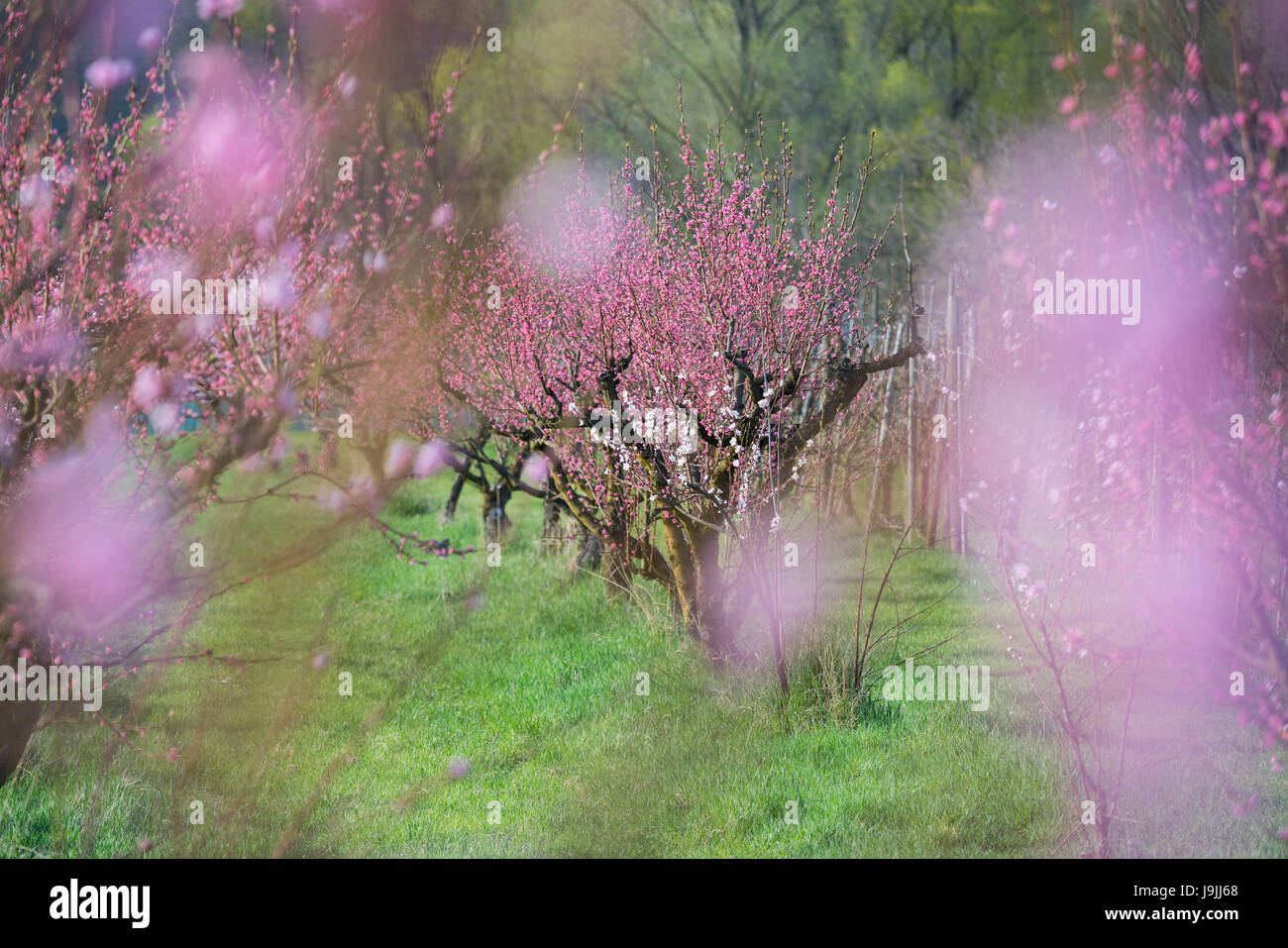 Apricot blossom, Wachau, Mostviertel (Must Quarter), Lower Austria