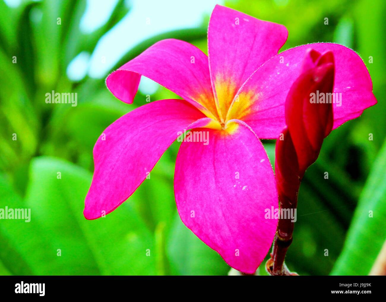 Velvet / red color Plumeria - Araliya flower Stock Photo