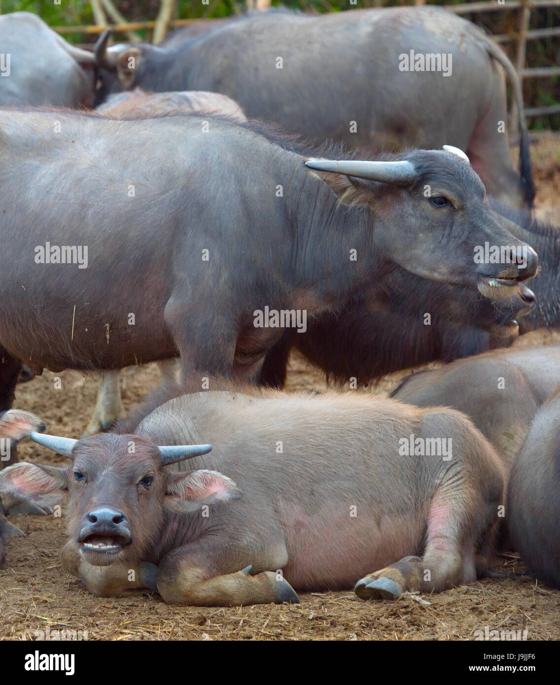 VIiew of a herd of buffalo at a farm. Thailand Stock Photo