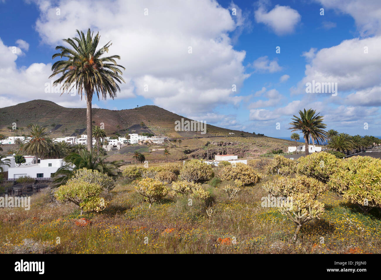 Haria, valley of thousand palms, Lanzarote, Canary islands, Spain Stock Photo