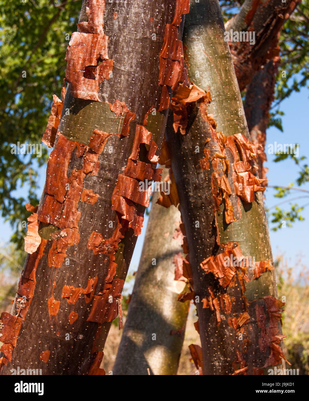 Two tree trunks with peeling paper thin bark leaning against each other  Stock Photo - Alamy