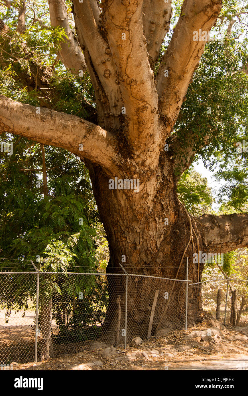 Parota tree hi-res stock photography and images - Alamy
