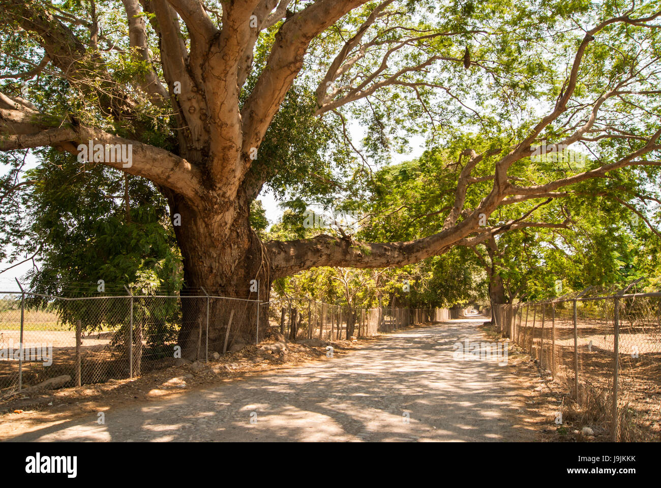 Parota tree hi-res stock photography and images - Alamy