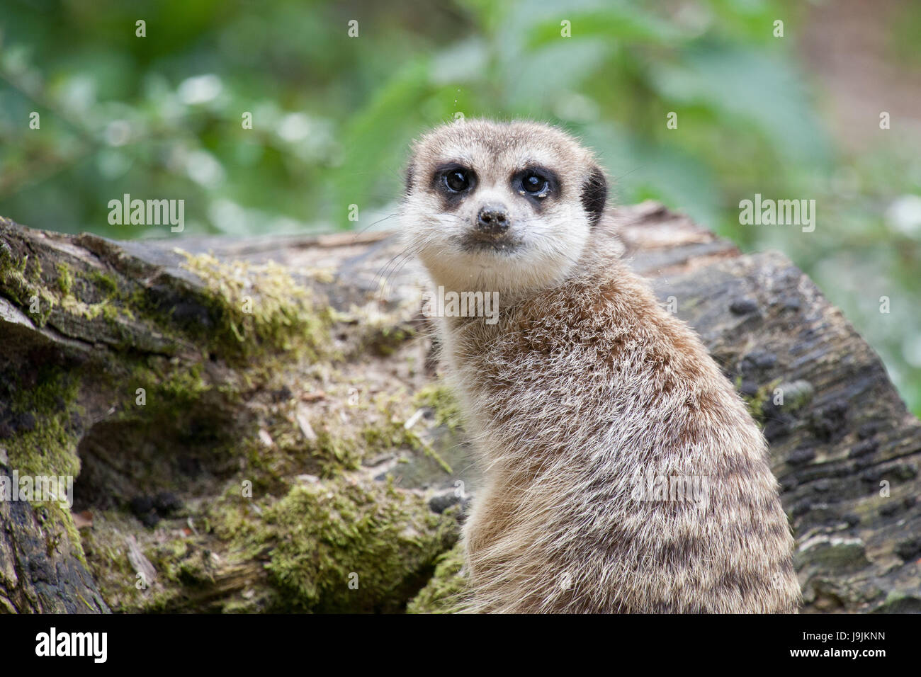 green, brown, brownish, brunette, face, eyes, wildlife, frontally, view Stock Photo