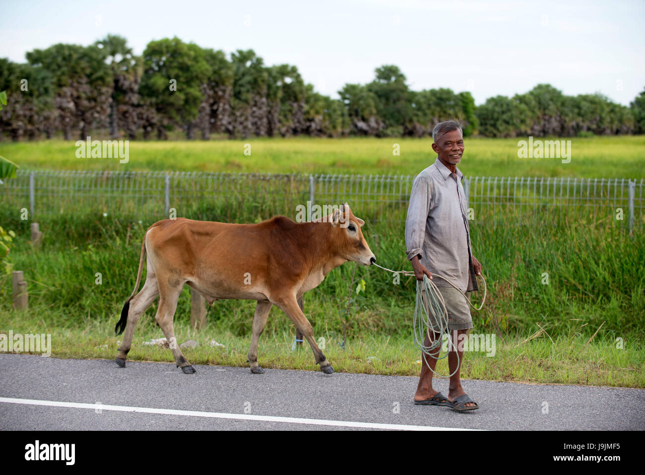 Thailand, Man and young zebu ( Bos priegenius indicus) on the road Stock Photo