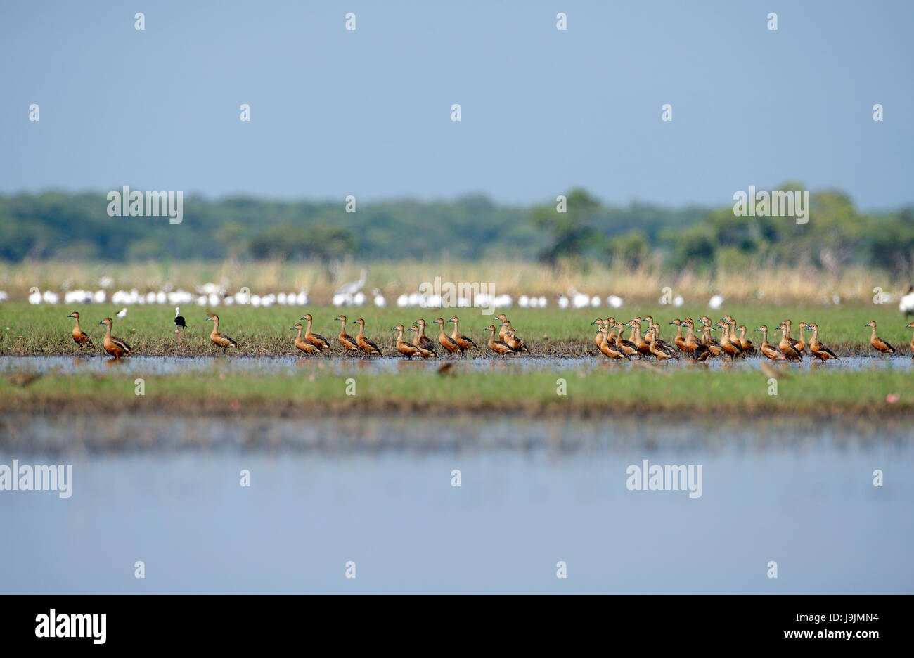 Lesser whistlingduck (Dendrocygna javanica), Thailand Stock Photo Alamy