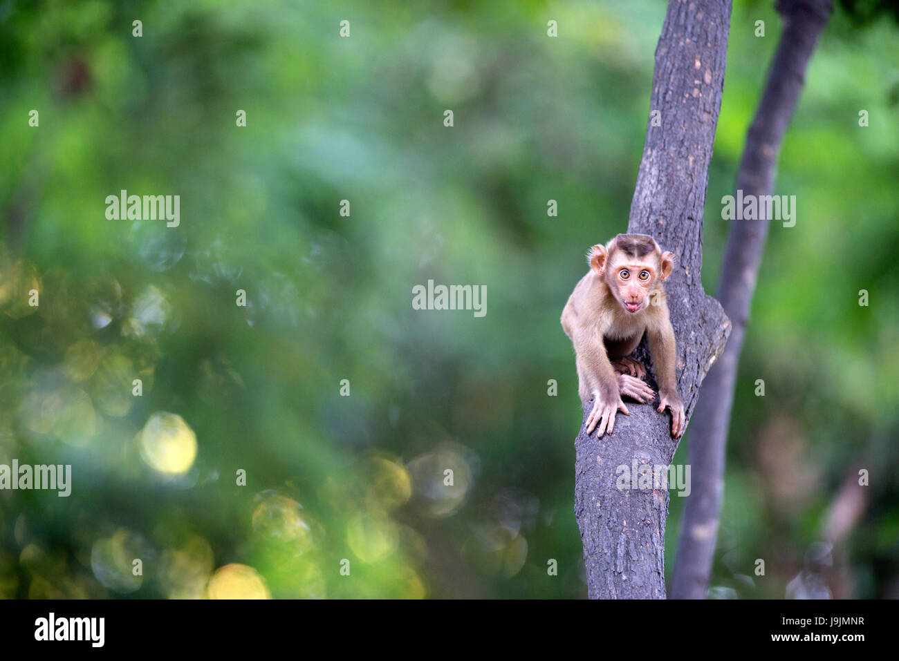 Northern pig-tailed Macaque, baby, (Macaca leolina) Thailand Stock ...