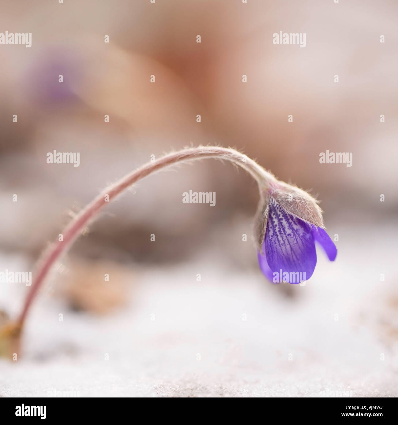Close-up of Hepatica (Hepatica nobilis) in snow, cold morning Stock Photo