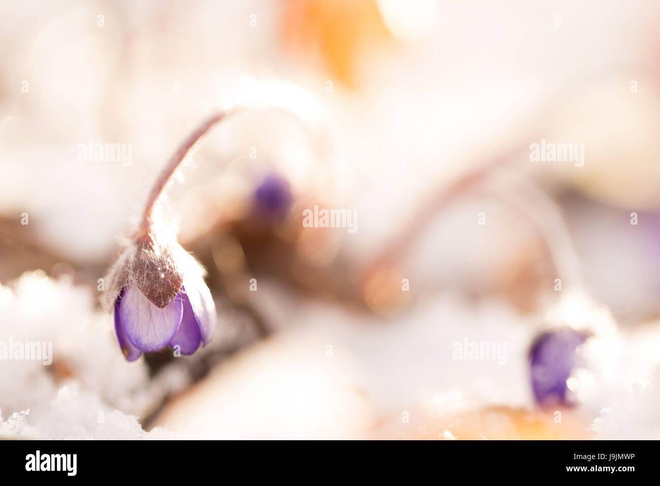 Hepatica (Hepatica nobilis) in a sunny snowy morning Stock Photo