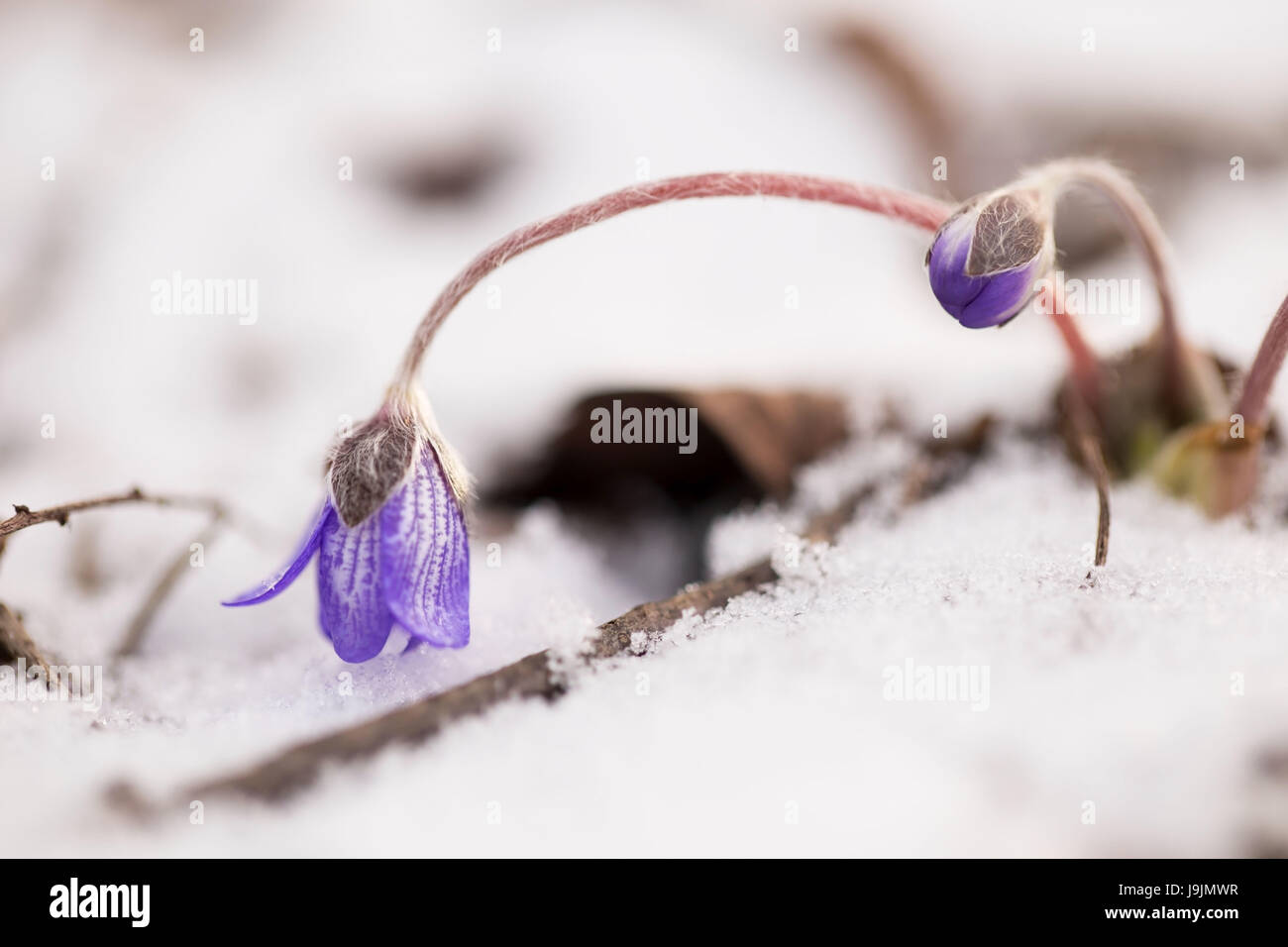 Hepatica (Hepatica nobilis) in cold snowy morning Stock Photo