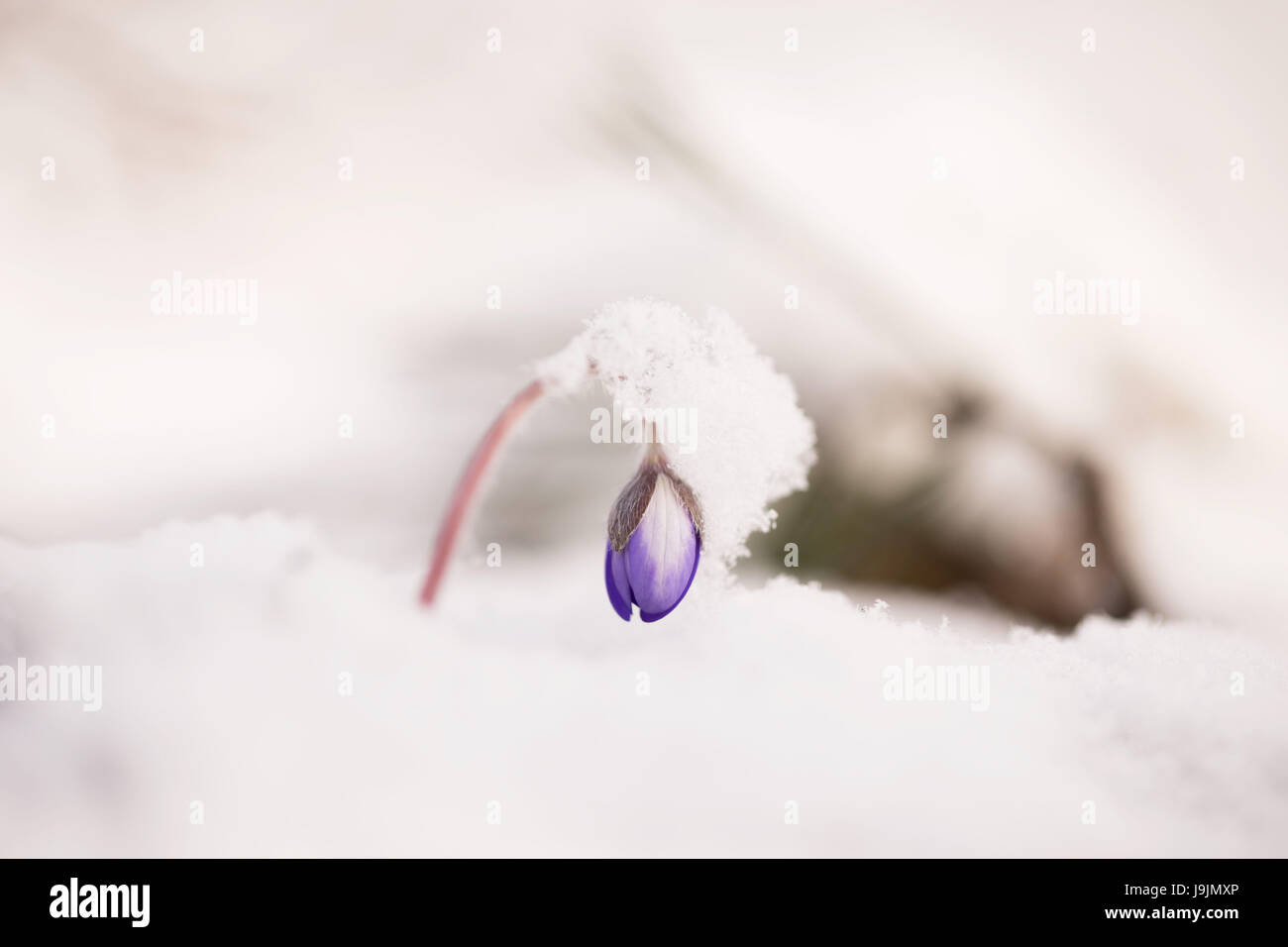 The winter came back, hepatica (Hepatica nobilis) in the snow Stock Photo