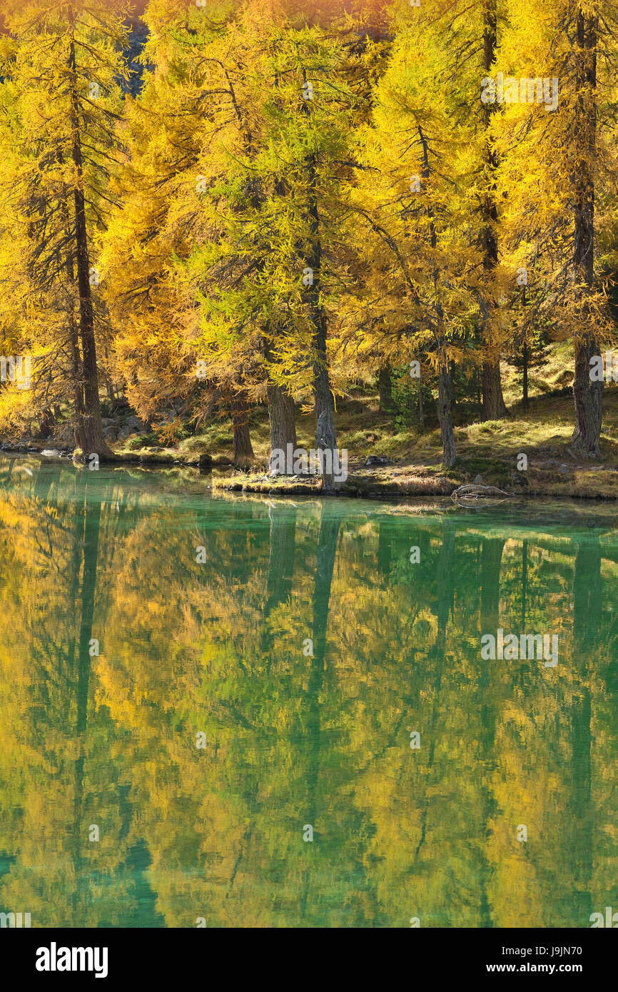 Mountain lake with larch trees in autumn, Lake Palquognasee, Lai da Palquogna, Albula-Pass, Grisons, Switzerland Stock Photo