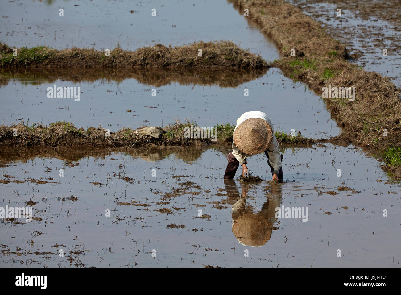 Farmer working in rice paddy near Hue, Thua Thien-Hue Province, North Central Coast, Vietnam Stock Photo