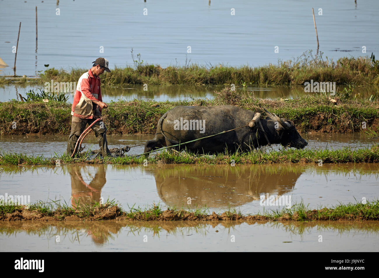 Farmer ploughing rice paddy with buffalo, near Hue, Thua Thien-Hue Province, North Central Coast, Vietnam Stock Photo