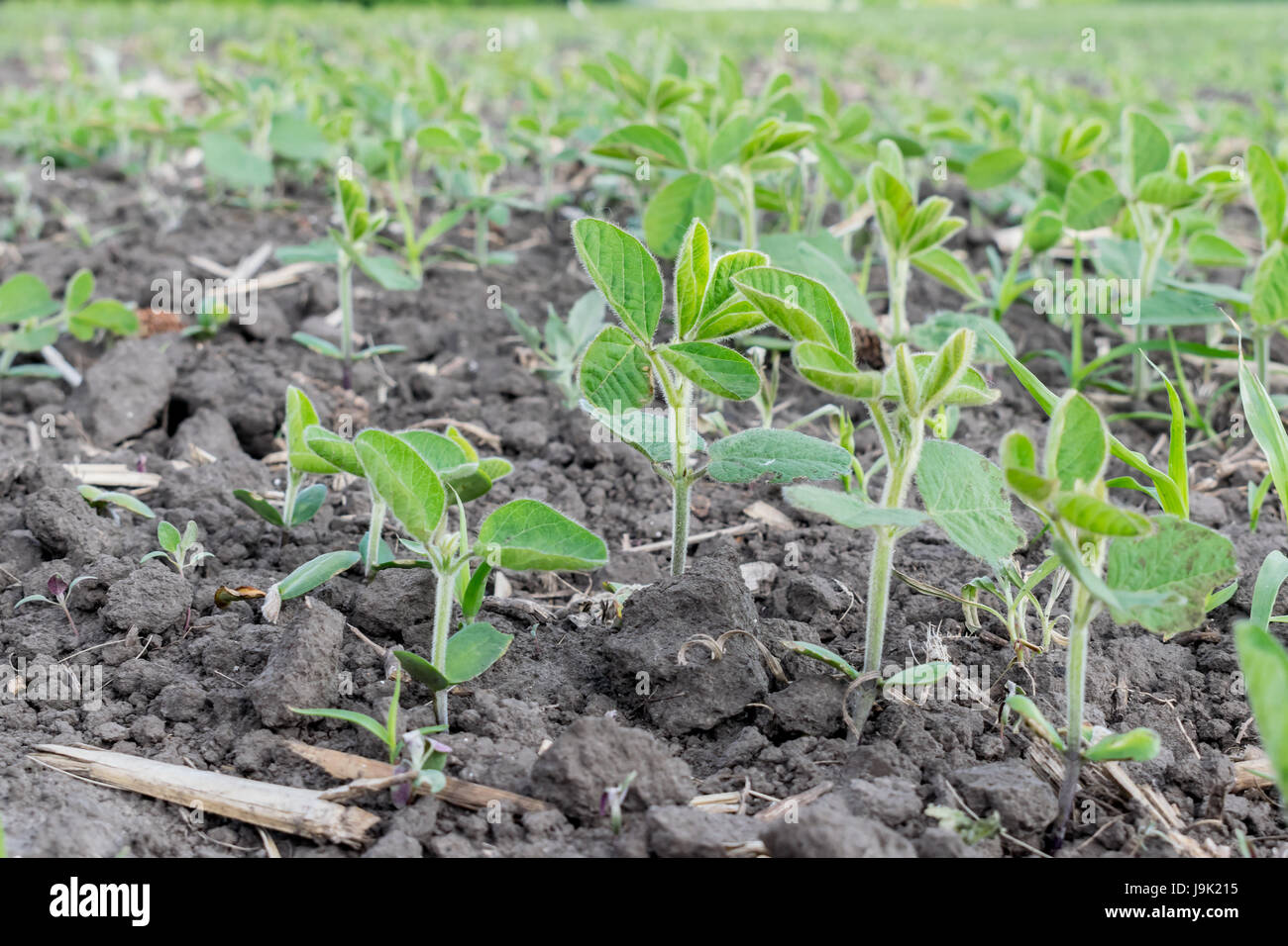 Soybeans growing in early summer on the field Stock Photo Alamy