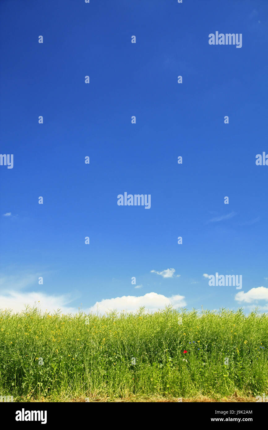 rapeseed field in early summer Stock Photo - Alamy