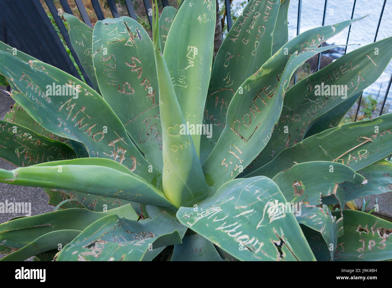 A plant at a popular tourist viewing point with graffiti etched into it, showing the environmental impact of tourism, Madeira Stock Photo